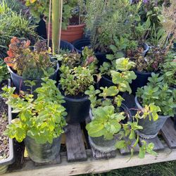 Platas De Yerbabuena Disponibles 