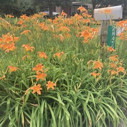 Tall Orange Daylilies 