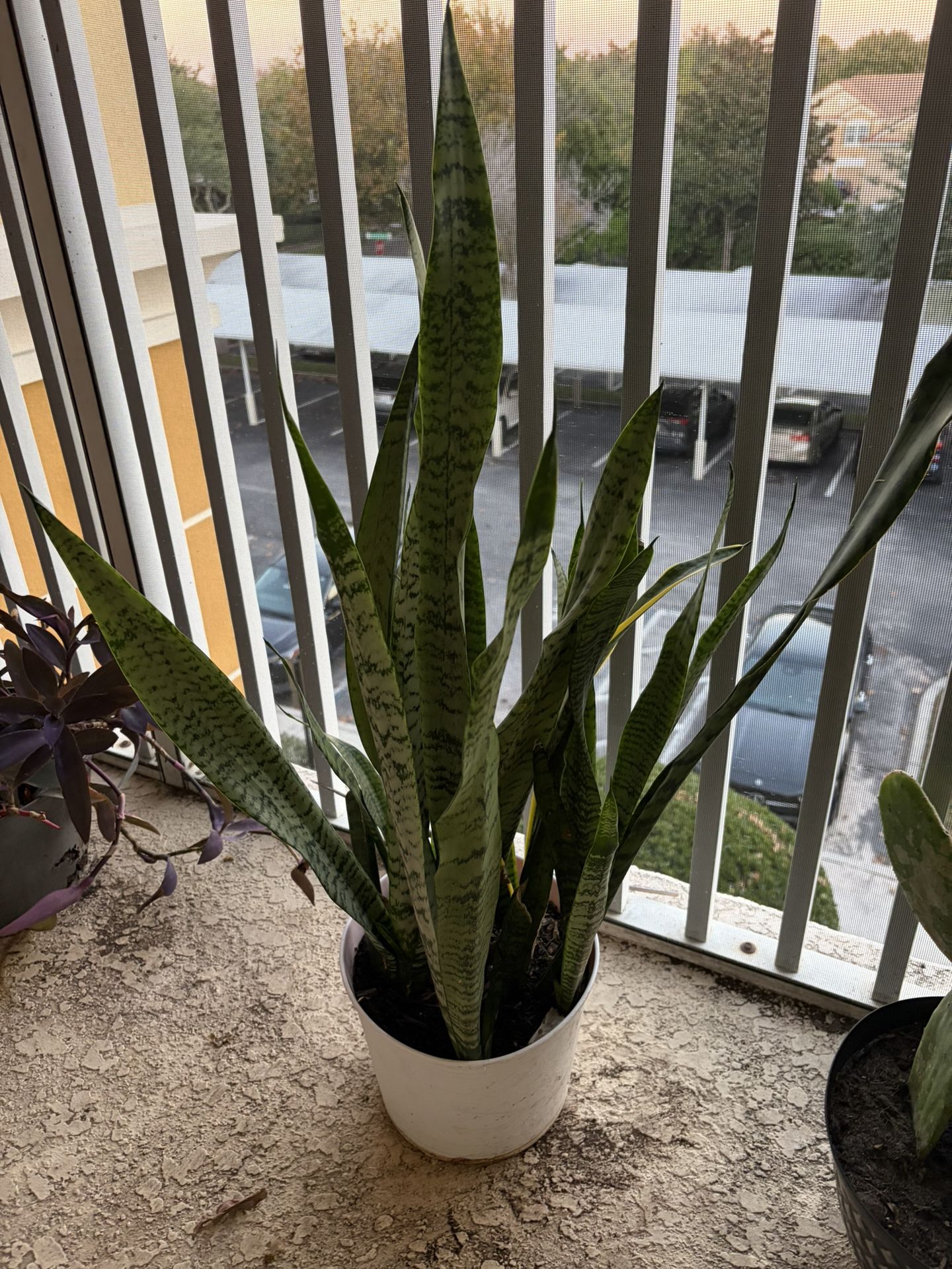 Large Snake Plant