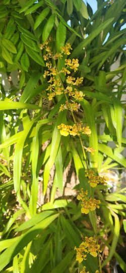 Ocidium Orchids Aka Dancing Ladies 