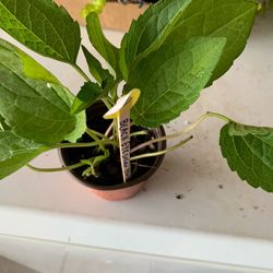 2 Small Pots Of Black Eye Susan Flowers, Yellow Flowers, Perennial, Comes Back Every Year, Multiplies