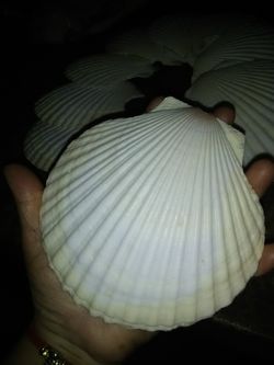 10 big seashells