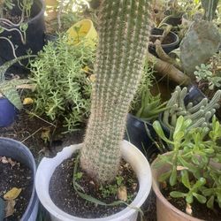 Big Pot Cuctus