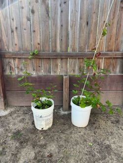 Large thornless blackberries plants in 5 gallon buckets