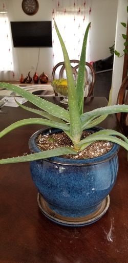 Aloe vera Healthy and best air purifying house plant in the new pot
