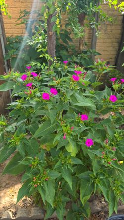 4 O clock Plant