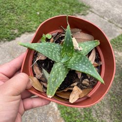 Small aloe Vera plant -1$