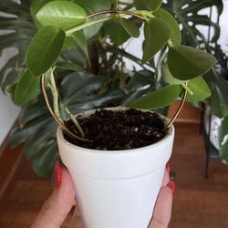 Hoya Cumingiana house plant