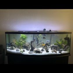 165 Gallon Fish Tank With Stand