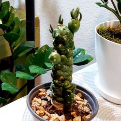 Living Plant 🌱 9"H Needle Cactus on 4"H White Pot ::: Outdoor