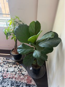 House plant