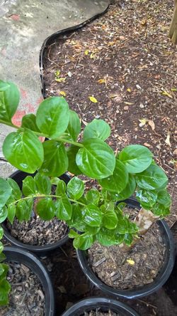 Crepe Myrtle Plant – Unknown Flower Color For Sale In San Antonio, Texas
