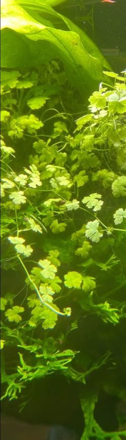 Hydrocotyle "Japan" or Dwarf Pennywort
