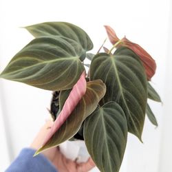Philodendron El Choco Red Plant 4" Pot - Indoor House Plants