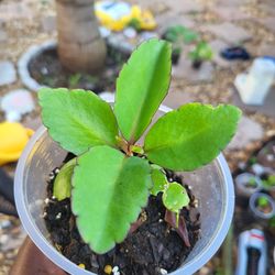 leaf of life/miracle leaf
