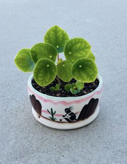 Succulents plants 🪴