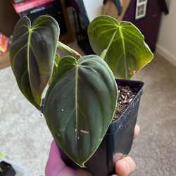 Melanochrysum Philodendron  (uncommon)