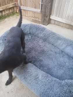 X large dog bed
