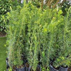 podocarpus  4 feet tall Instant  Privacy Hedge  for fence 