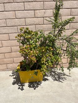 Big plant