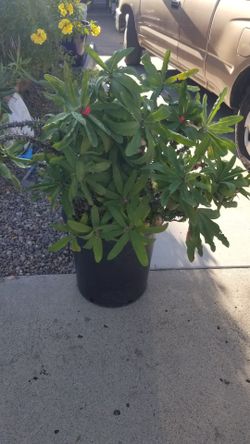 Crown Of Thorns Plant