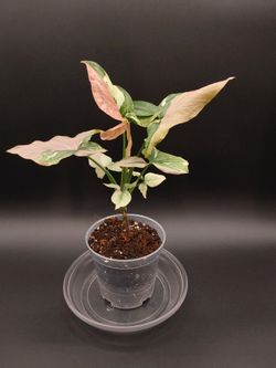Syngonium Red Spot Tricolor
