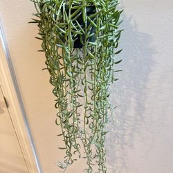 Houseplant Succulents String Of Hooks 5”