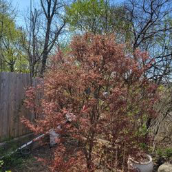 Japanese Maple.  10 Ft. BEST OFER 👌 👍 😍 