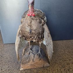 Taxidermy Turkey mounted on Log