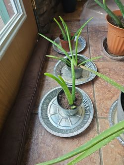 Aloe Vera Plant Have 3 5.00 Each