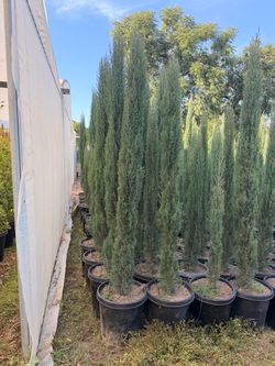 Italian cypress 7 feet tall 15 gal