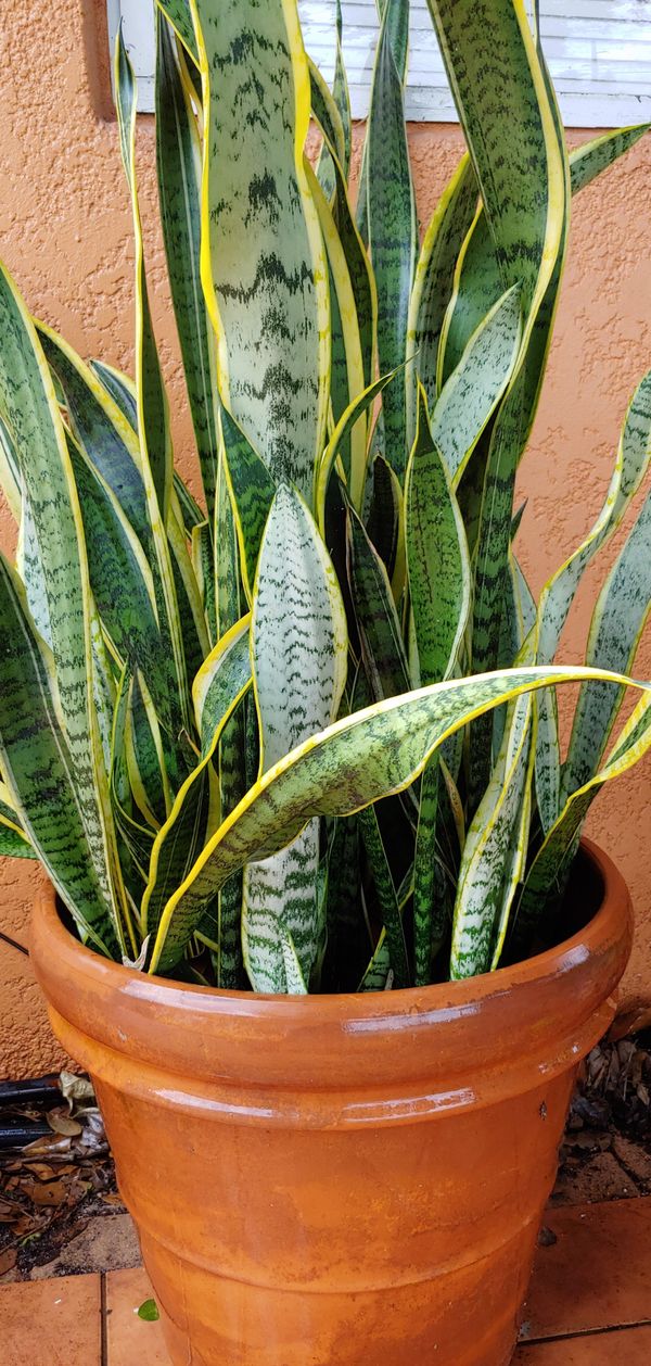 snake house plant large for Sale in Pembroke Pines, FL
