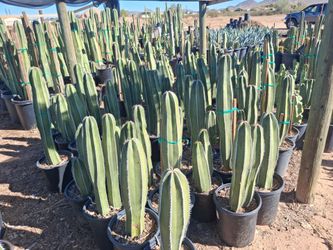 Mexican fense post cactus