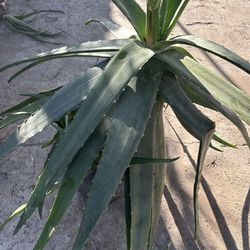 Aloe vera