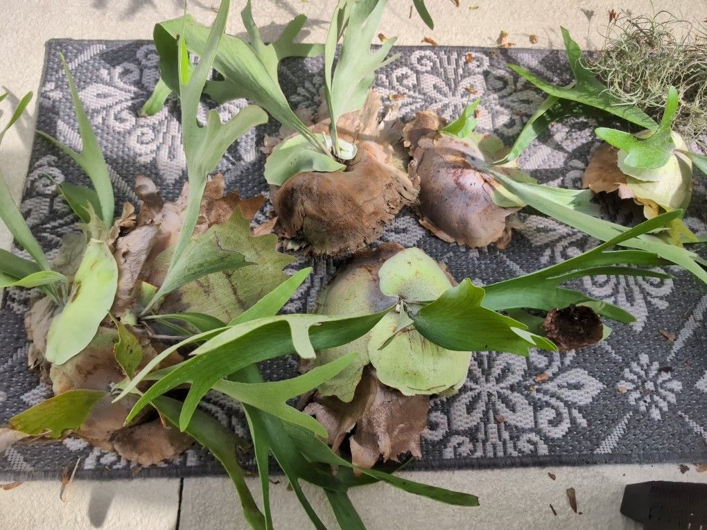 Staghorn Ferns Elkhorn Air Plants Smallest Ones Are $5 And The Largest One Is $25