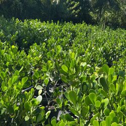 Clusia 7 Gallon 3 Feet 16