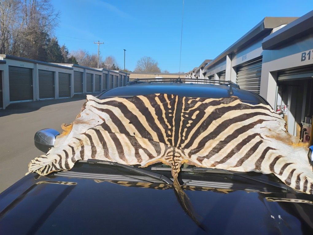 Authentic 100% Zebra Hide