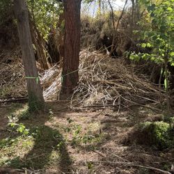 FREE BAMBOO STALKS OR TREE STAKES