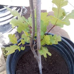 🌳Oak Tree (Valley)Roble