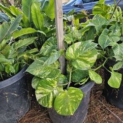 Hawaiian Pothos Plants 