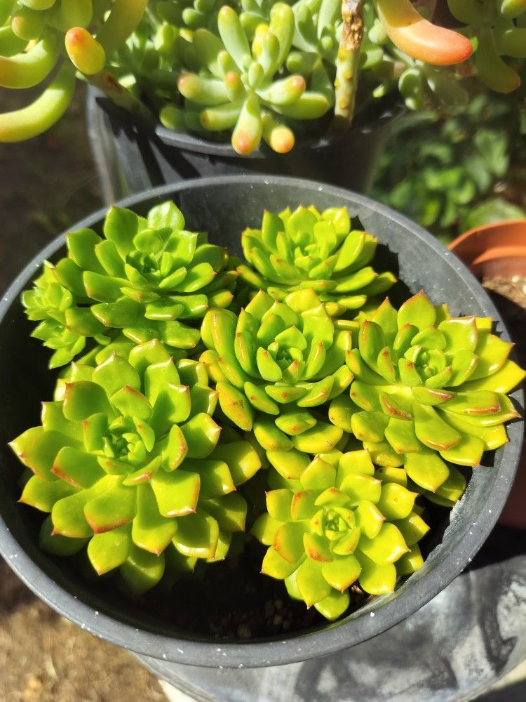 6" Pot Succulent - Sedeveria Letizia