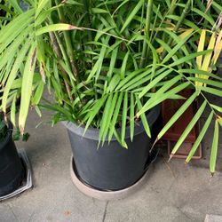 Live Bamboo Plants