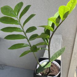 ZZ plant - Real Plant 