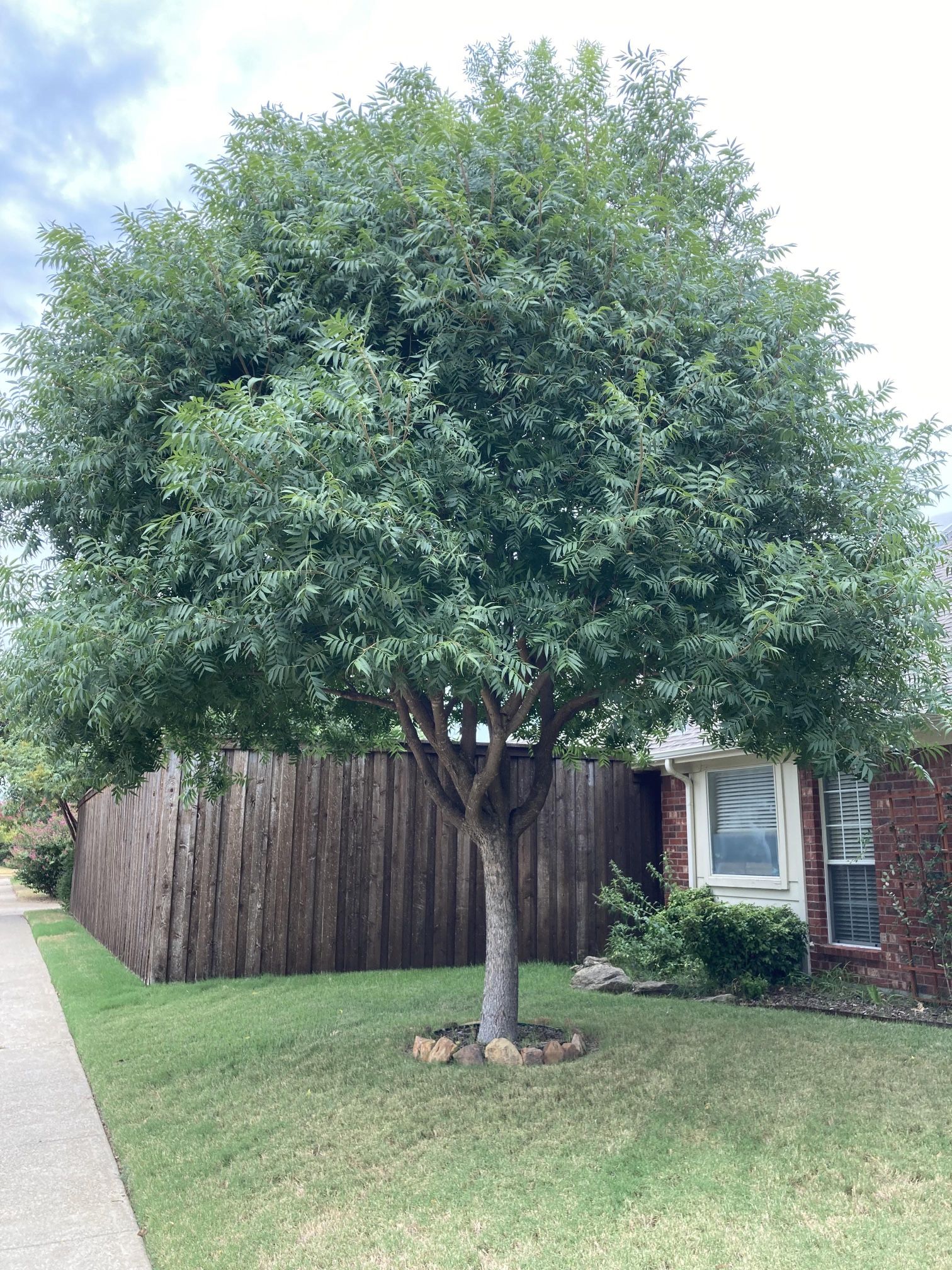 Chinese Pistachio Tree