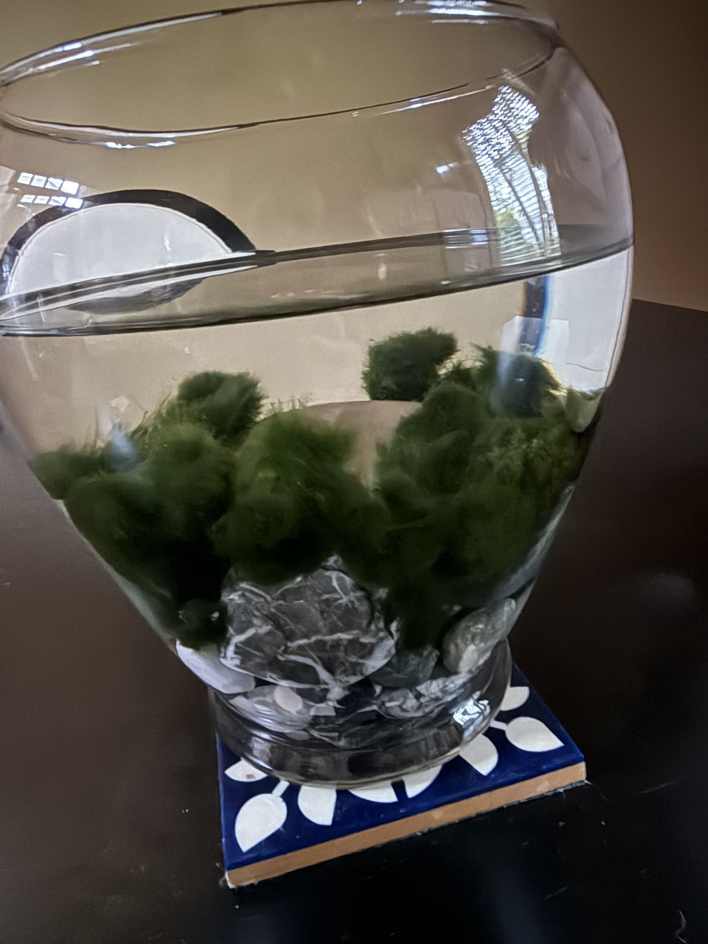 Live Marimo Moss Balls