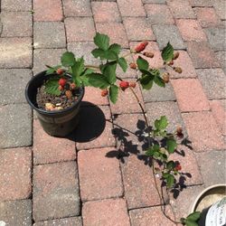 Thornless Blackberry Plant