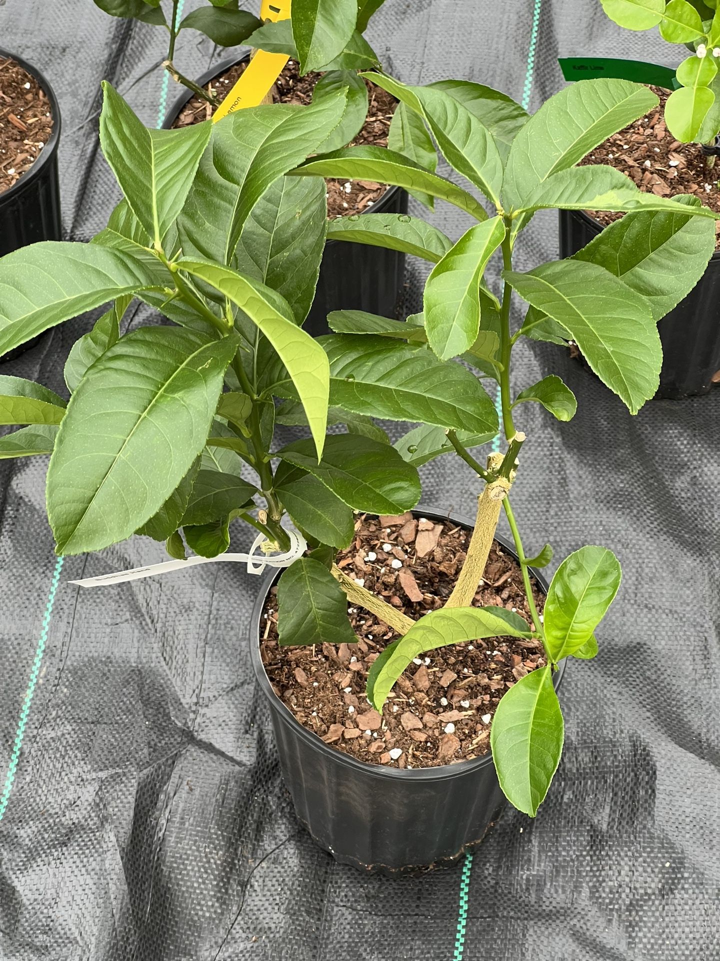 Buddhas hand citron In 1 Gal Pot 