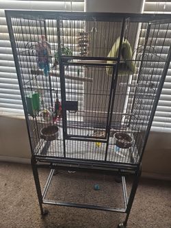 Bird Cage