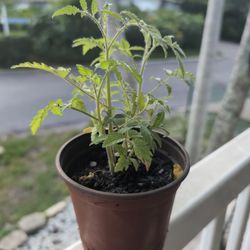 Tomato Plants 