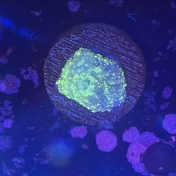 Pincushion Mushroom Display Decor